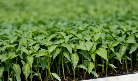 تصویر 1 از نشا فلفل دلمه‌ ای درشت و بازار پسند